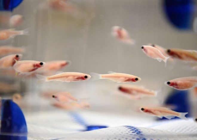 Animal models in medical research are more important than ever