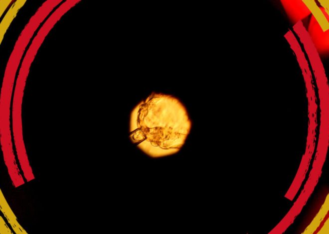 Japan says researchers can make human embryos from stem cells