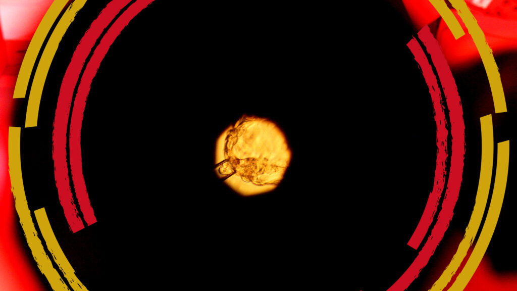 Japan says researchers can make human embryos from stem cells