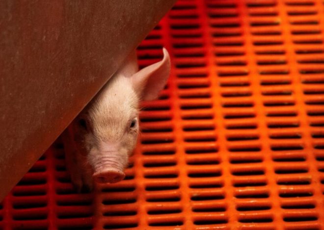 Ending animal testing threatens growth of xenotransplantation