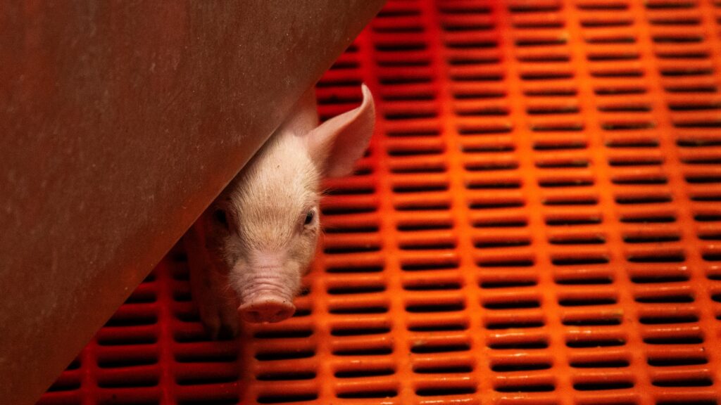 Ending animal testing threatens growth of xenotransplantation