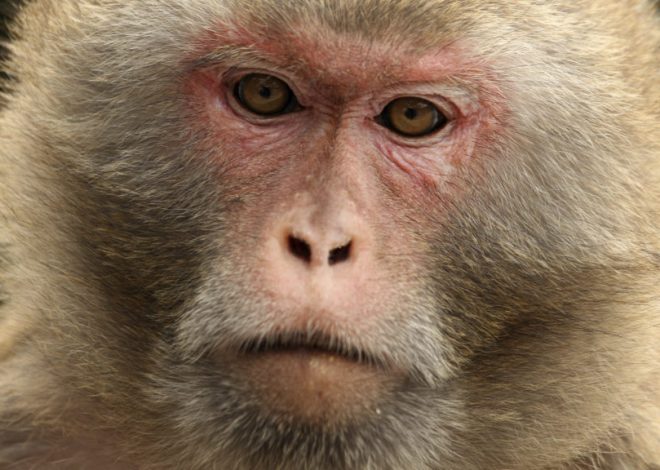 FDA, NIH unveil new rules to reduce animal testing in drug development
