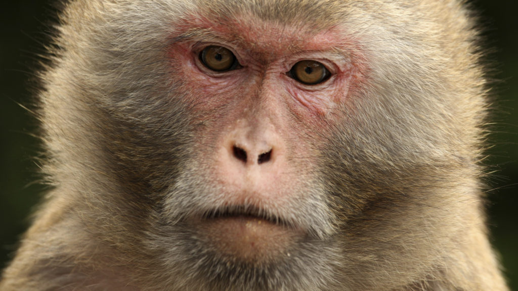 FDA, NIH unveil new rules to reduce animal testing in drug development